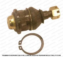 Rotula Superior AND CBM-8